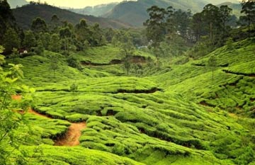 munnar